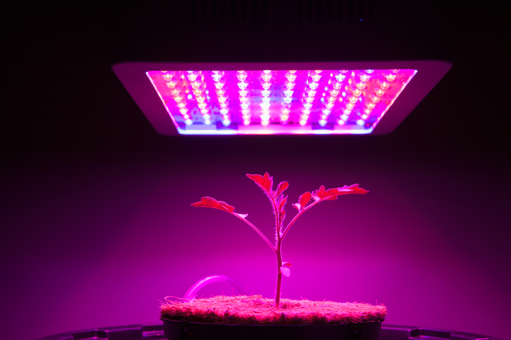 Plant under LED lights